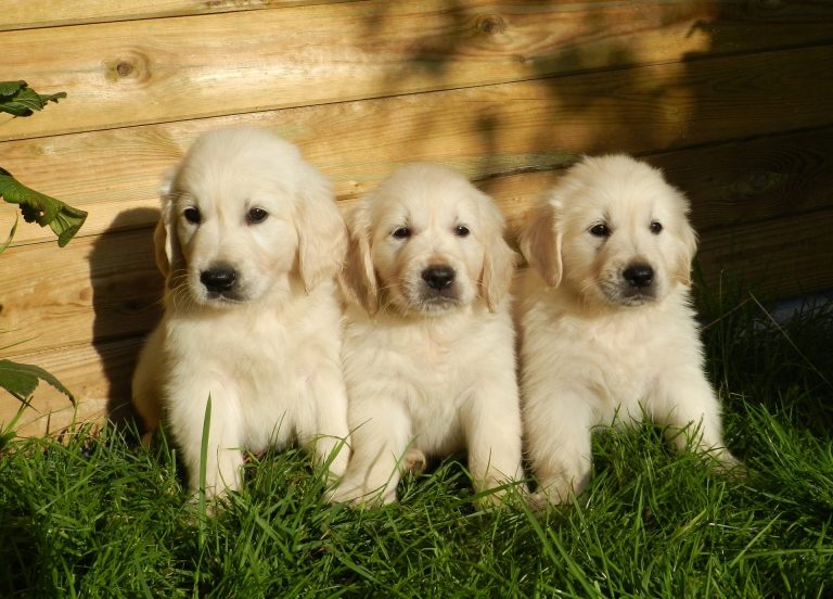 Does Pet Insurance Cover Desexing? Your Complete Guide