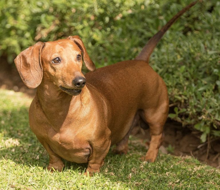Is There Pet Insurance With No Waiting Period?