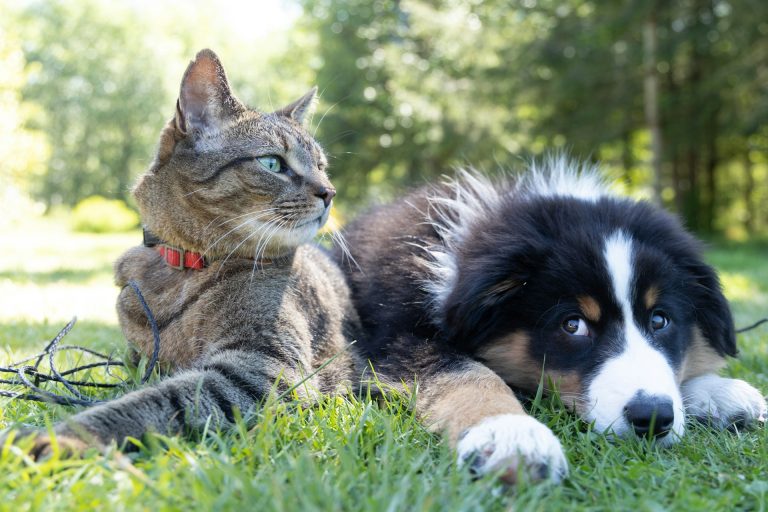 Most-Recommended Pet Insurance Plans by Vets