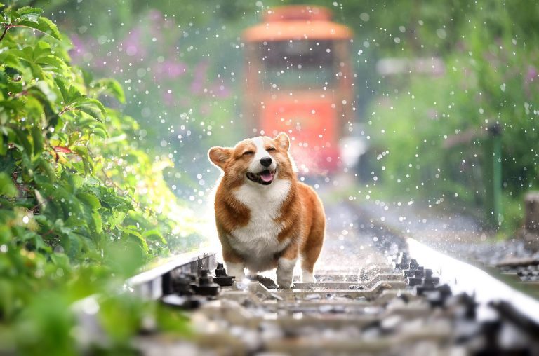 What Is the Best Pet Insurance for Dogs?