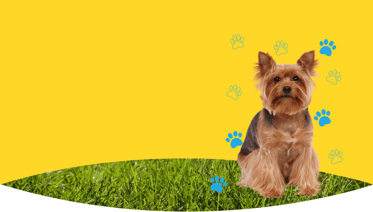 Breed-Specific Terrier Insurance | PetsOnMe - PetsOnMe