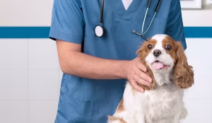Lower Insurance Costs with Preventative Vet Care
