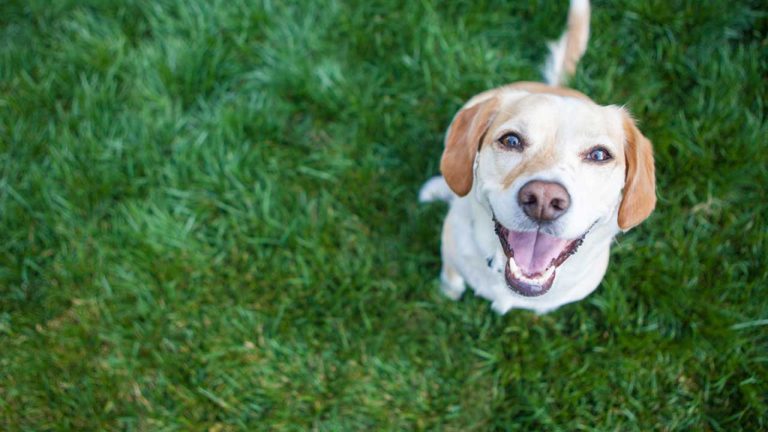 Pet Insurance in Australia: What Owners Should Know