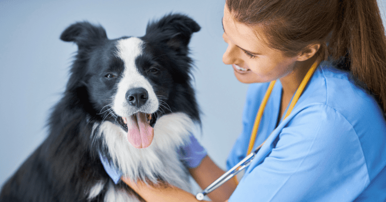 5 Common Pet Health Issues in Australia