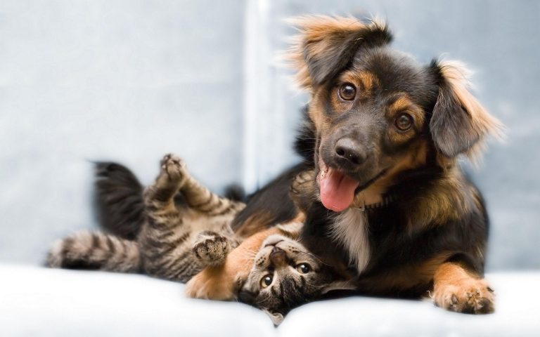 Complete Guide to Pet Insurance in Australia