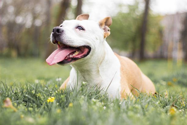 Why More Aussies Are Turning to Pet Insurance