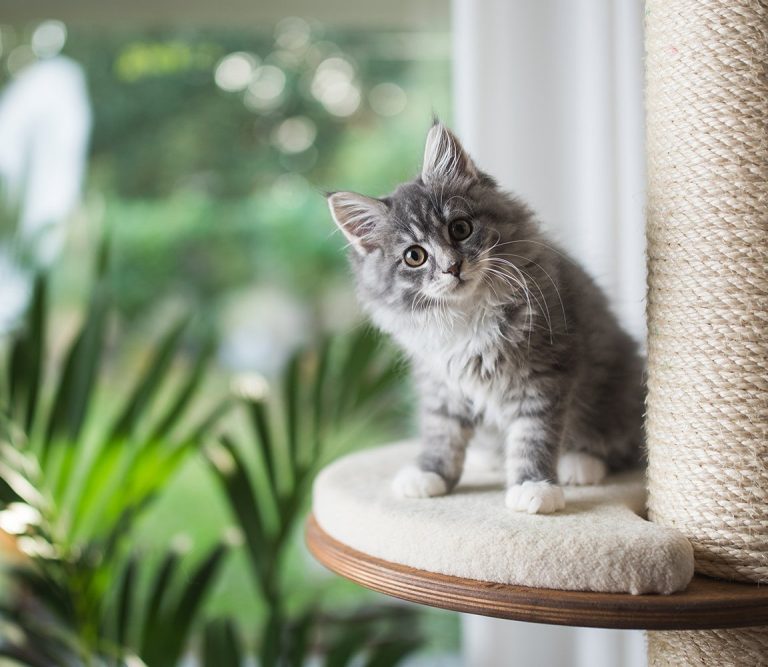 Do Indoor Cats in Australia Need Pet Insurance?