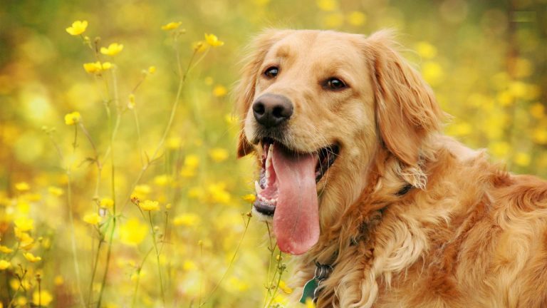 Why Young Australians Are Choosing Pet Insurance