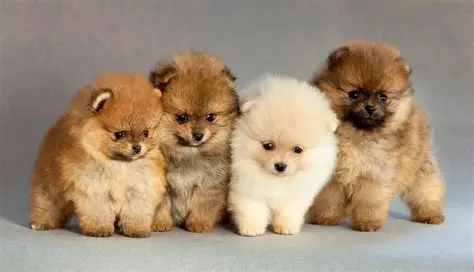 How to Keep Winter Litters Warm & Thriving