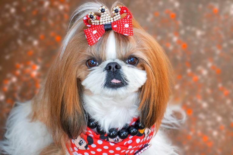 Pet Insurance for Hypoallergenic Dogs