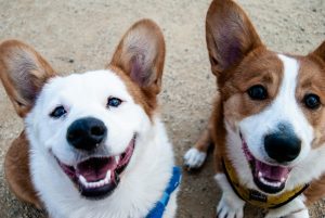 15 Pet Insurance Reviews and Examples