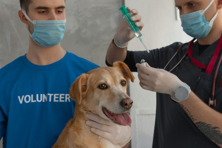Vax for Dogs: Your Guide to Dog Immunisation