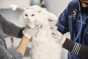 Animal Insurance Comparison: How to Find the Right Cover for Your Pet