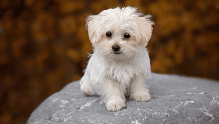 Affordable Dog Insurance Plans