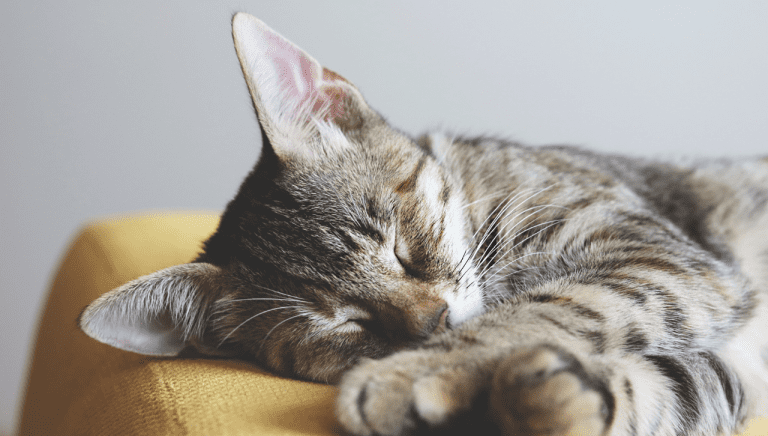 Best Indoor Cats for City Residents