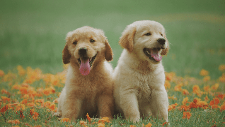 Top Pet Insurance Companies in Australia