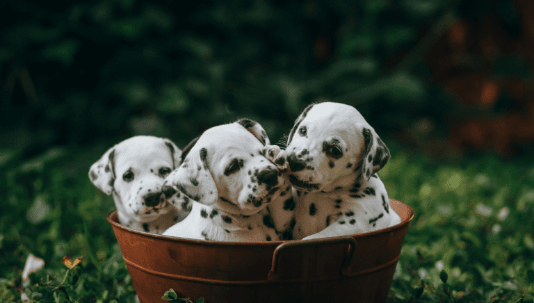 Your Complete & Honest Puppy Pet Insurance Comparison Guide