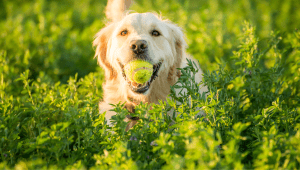 How Much Does it Cost to Desex a Dog?