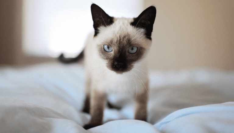 The Best Cat Insurance Plans in Australia