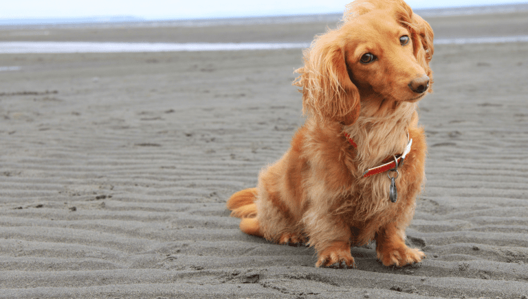 Caring for Osteoarthritis in Dogs: Everything You Need to Know