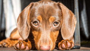 Mastocytoma in Dogs: Everything You Need to Know