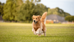 HyperCortisolism in Dogs: Everything You Need to Know