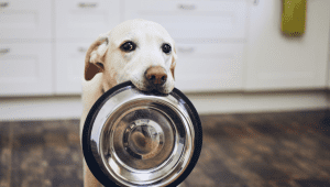 The Best Dog Food for Your Dog’s Health: A Complete Guide for Australian Pet Owners