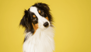 What is the Average Price of Pet Insurance in Australia?