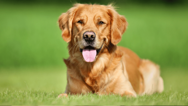 Dogs and Hives: Everything You Need to Know