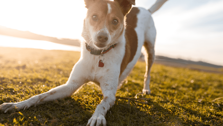 The Cheapest Dogs to Insure in Australia (2025 Estimates)