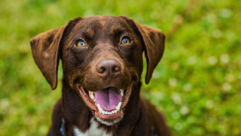 Ways to Improve Mental Stimulation for Dogs