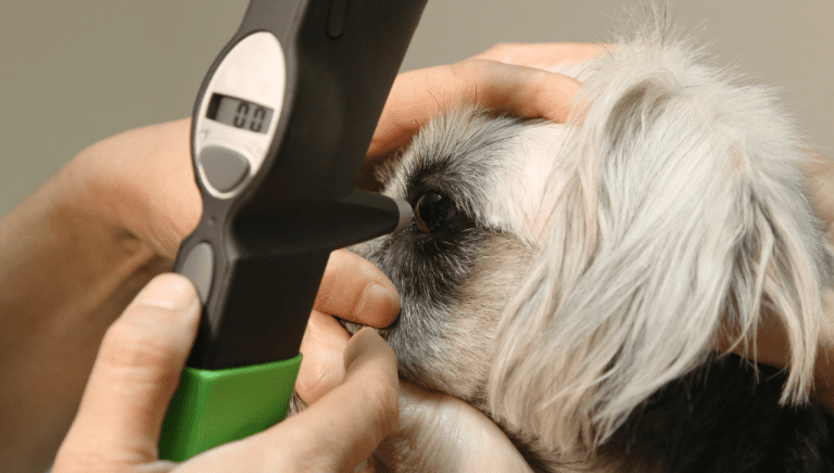 Ocular Discharge in Dogs: Everything You Need to Know