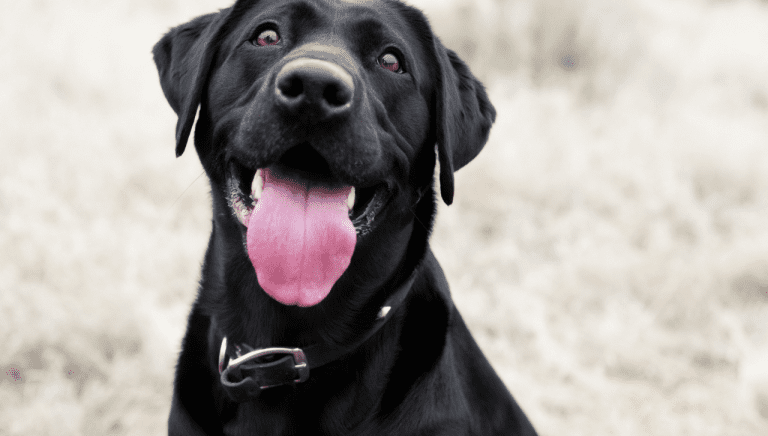 The Best Dog Insurance Plans in Australia | PetsOnMe Insurance