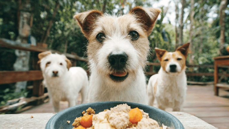 Pet Nutrition Trends 2025: What Aussie Owners Should Know