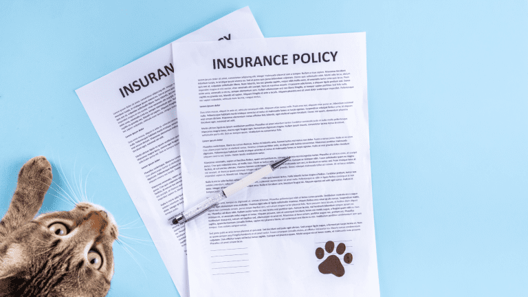 Why Cheap Pet Insurance Can Cost You More