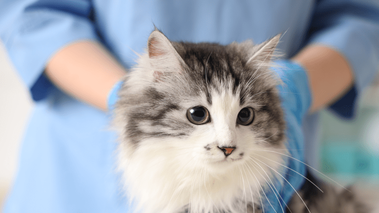 Common Health Issues in Cats Australia — What to Watch For