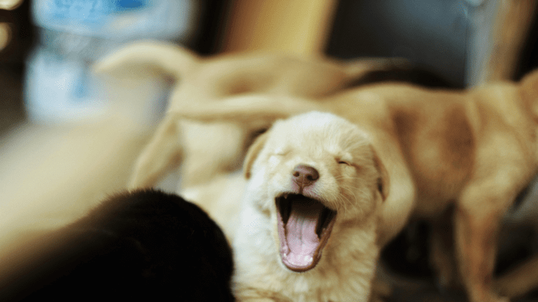 Puppy Vaccination Schedule for Australian Dogs