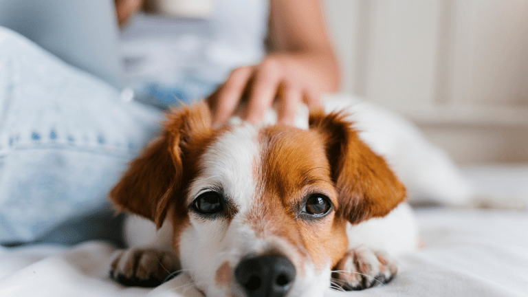 First-Time Puppy Owner Checklist (Australia)