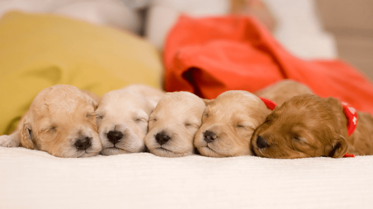 Why More Breeders Are Including Free Insurance for New Puppies