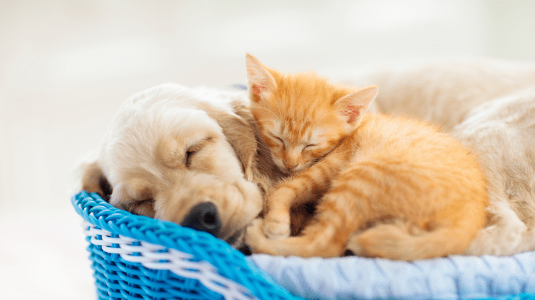How to Save on Vet Bills Without Skipping Care