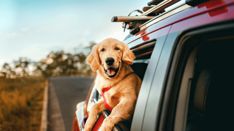 Planning a Holiday with Your Pet? Summer Travel Tips for Dog & Cat Owners
