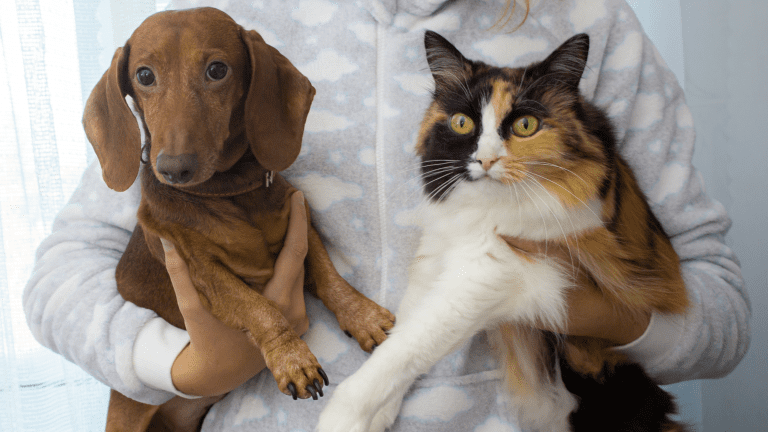 Behind the Fine Print: How Sub‑Limits Shape Pet Insurance Claims