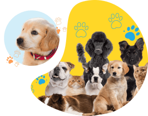 Affordable, Aussie owned, pet obsessed <span class="text-blue">Insurance</span> for <span class="text-blue">Dogs, Cats, Puppies</span> and <span class="text-blue">Kittens</span>