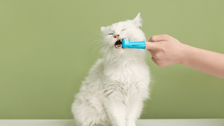 The Hidden Costs of Dental Care for Pets and How to Avoid Them