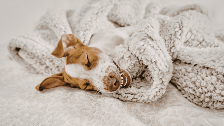 Winter Pet Care Tips for Dogs and Cats