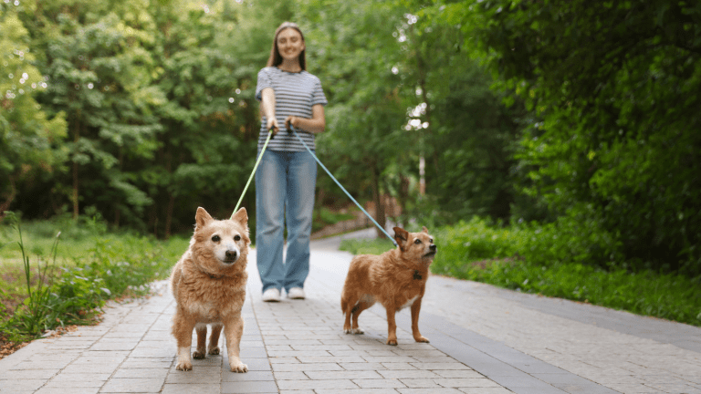 How to Train Your Dog to Walk Nicely on a Lead