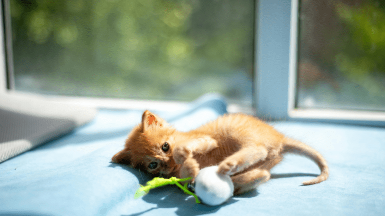 Indoor Cat Enrichment: Why It Matters