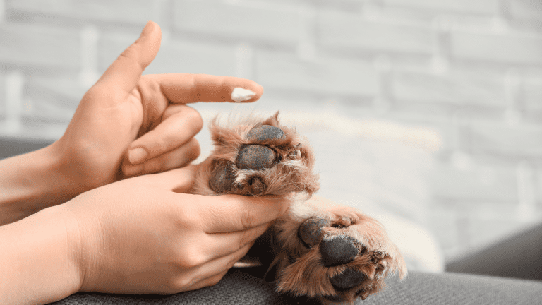 Pet First Aid Basics Every Owner Should Know