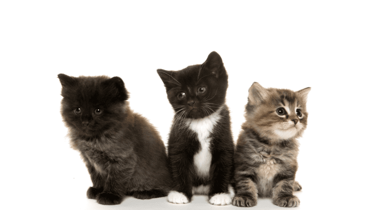Top 5 Cat Breeds in Australia and Their Traits