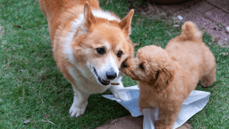 How to Socialise Your Puppy Without Overwhelm